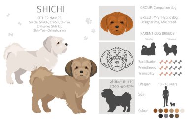 Shichi tırmanışı. Shih-Tzu Chihuahua karışımı. Farklı ceket renkleri. Vektör illüstrasyonu