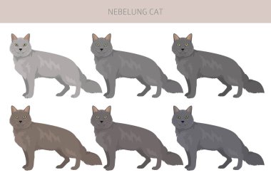 Nebelung Kedi Klibi. Tüm ceket renkleri ayarlandı. Tüm kediler karakteristik bilgi kaynaklarına sahiptir. Vektör illüstrasyonu