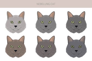 Nebelung Kedi Klibi. Tüm ceket renkleri ayarlandı. Tüm kediler karakteristik bilgi kaynaklarına sahiptir. Vektör illüstrasyonu