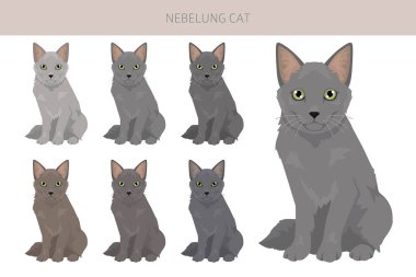 Nebelung Kedi Klibi. Tüm ceket renkleri ayarlandı. Tüm kediler karakteristik bilgi kaynaklarına sahiptir. Vektör illüstrasyonu