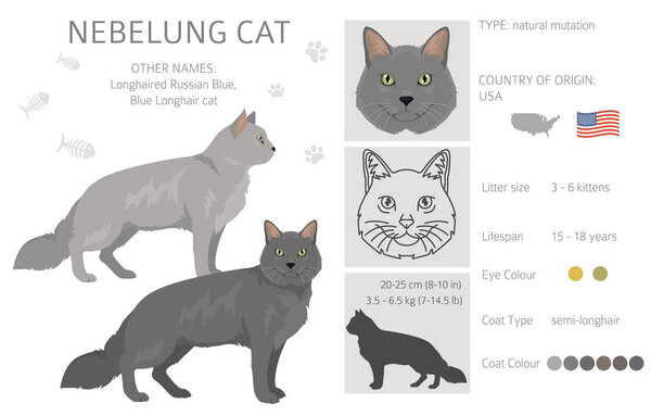 Nebelung Cat clipart. All coat colors set.  All cat breeds characteristics infographic. Vector illustration
