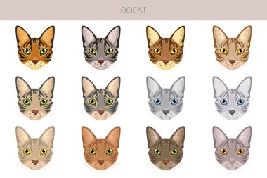 Ocicat, Ocelot Kedisi. Tüm ceket renkleri ayarlandı. Tüm kediler karakteristik bilgi kaynaklarına sahiptir. Vektör illüstrasyonu