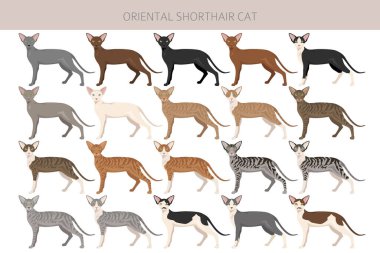 Oriental Shorthair Cat klibi. Tüm ceket renkleri ayarlandı. Tüm kediler karakteristik bilgi kaynaklarına sahiptir. Vektör illüstrasyonu