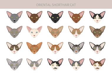 Oriental Shorthair Cat klibi. Tüm ceket renkleri ayarlandı. Tüm kediler karakteristik bilgi kaynaklarına sahiptir. Vektör illüstrasyonu