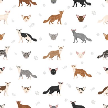 Doğulu Uzun Saçlı Kedi klipsi. Tüm ceket renkleri ayarlandı. Tüm kediler karakteristik bilgi kaynaklarına sahiptir. Vektör illüstrasyonu