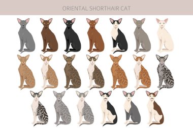Oriental Shorthair Cat klibi. Tüm ceket renkleri ayarlandı. Tüm kediler karakteristik bilgi kaynaklarına sahiptir. Vektör illüstrasyonu