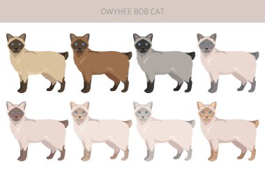 Owyhee Bob Cat klibi. Tüm ceket renkleri ayarlandı. Tüm kediler karakteristik bilgi kaynaklarına sahiptir. Vektör illüstrasyonu
