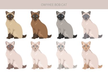 Owyhee Bob Cat klibi. Tüm ceket renkleri ayarlandı. Tüm kediler karakteristik bilgi kaynaklarına sahiptir. Vektör illüstrasyonu