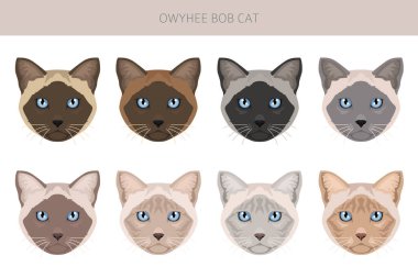 Owyhee Bob Cat klibi. Tüm ceket renkleri ayarlandı. Tüm kediler karakteristik bilgi kaynaklarına sahiptir. Vektör illüstrasyonu