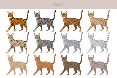 Ocicat, Ocelot Kedisi. Tüm ceket renkleri ayarlandı. Tüm kediler karakteristik bilgi kaynaklarına sahiptir. Vektör illüstrasyonu