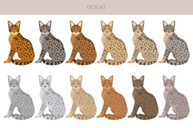 Ocicat, Ocelot Kedisi. Tüm ceket renkleri ayarlandı. Tüm kediler karakteristik bilgi kaynaklarına sahiptir. Vektör illüstrasyonu