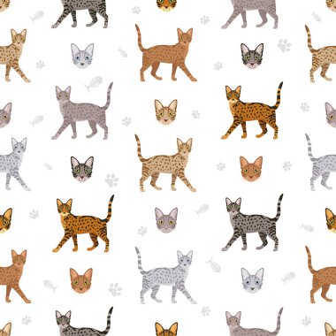 Ocicat, Ocelot Kedisi. Tüm ceket renkleri ayarlandı. Tüm kediler karakteristik bilgi kaynaklarına sahiptir. Vektör illüstrasyonu