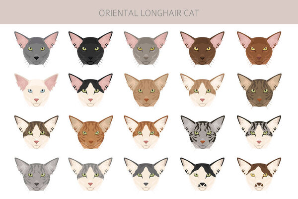 Oriental Longhair Cat clipart. All coat colors set.  All cat breeds characteristics infographic. Vector illustration