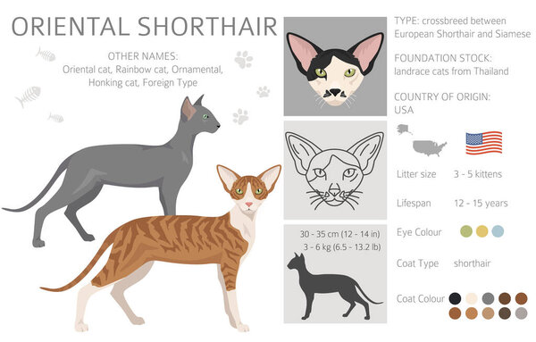 Oriental Shorthair Cat clipart. All coat colors set.  All cat breeds characteristics infographic. Vector illustration