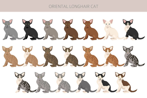Oriental Longhair Cat clipart. All coat colors set.  All cat breeds characteristics infographic. Vector illustration