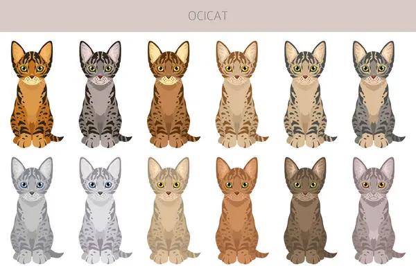 Ocicat, Ocelot Kedisi. Tüm ceket renkleri ayarlandı. Tüm kediler karakteristik bilgi kaynaklarına sahiptir. Vektör illüstrasyonu