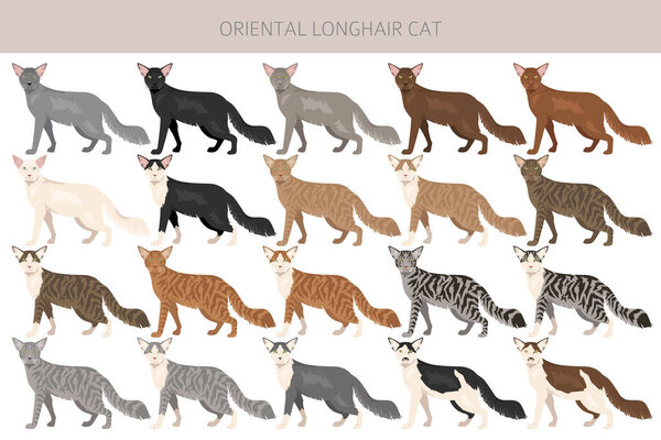 Oriental Longhair Cat clipart. All coat colors set.  All cat breeds characteristics infographic. Vector illustration