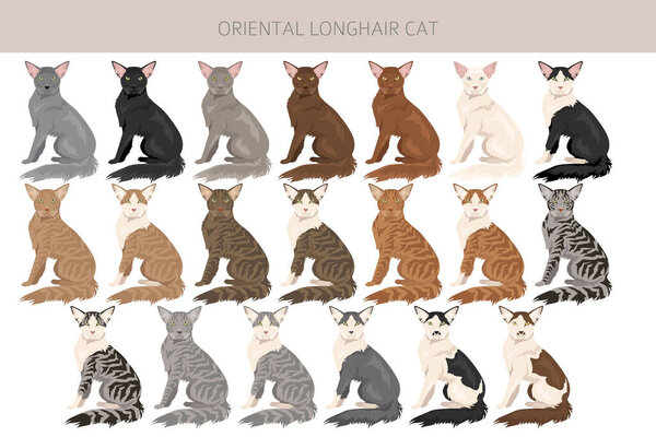 Oriental Longhair Cat clipart. All coat colors set.  All cat breeds characteristics infographic. Vector illustration