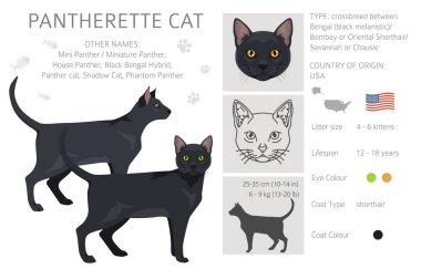 Pantherette Cat klipsi. Tüm ceket renkleri ayarlandı. Tüm kediler karakteristik bilgi kaynaklarına sahiptir. Vektör illüstrasyonu