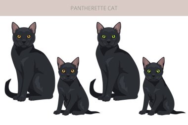 Pantherette Cat klipsi. Tüm ceket renkleri ayarlandı. Tüm kediler karakteristik bilgi kaynaklarına sahiptir. Vektör illüstrasyonu