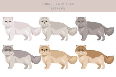 Çinçilla Pers kedisi uzun saçlı klipsi. Aşırı derecede İranlı bir kedi. Tüm ceket renkleri ayarlandı. Tüm kediler karakteristik bilgi kaynaklarına sahiptir. Vektör illüstrasyonu