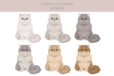 Çinçilla Pers kedisi uzun saçlı klipsi. Aşırı derecede İranlı bir kedi. Tüm ceket renkleri ayarlandı. Tüm kediler karakteristik bilgi kaynaklarına sahiptir. Vektör illüstrasyonu