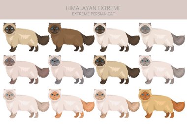 Himalaya Pers kedisi uzun saçlı klipsi. Aşırı derecede İranlı bir kedi. Tüm ceket renkleri ayarlandı. Tüm kediler karakteristik bilgi kaynaklarına sahiptir. Vektör illüstrasyonu