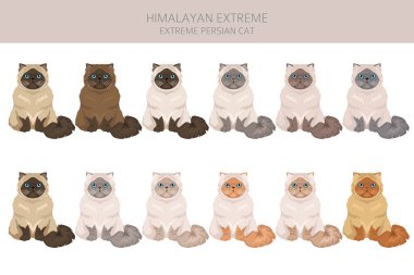 Himalaya Pers kedisi uzun saçlı klipsi. Aşırı derecede İranlı bir kedi. Tüm ceket renkleri ayarlandı. Tüm kediler karakteristik bilgi kaynaklarına sahiptir. Vektör illüstrasyonu