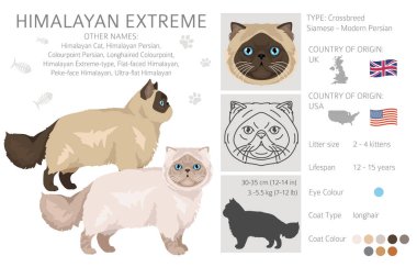 Himalaya Pers kedisi uzun saçlı klipsi. Aşırı derecede İranlı bir kedi. Tüm ceket renkleri ayarlandı. Tüm kediler karakteristik bilgi kaynaklarına sahiptir. Vektör illüstrasyonu