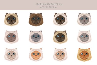 Himalaya Pers kedisi uzun saçlı klipsi. Modern İran kedisi. Tüm ceket renkleri ayarlandı. Tüm kediler karakteristik bilgi kaynaklarına sahiptir. Vektör illüstrasyonu