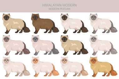 Himalaya Pers kedisi uzun saçlı klipsi. Modern İran kedisi. Tüm ceket renkleri ayarlandı. Tüm kediler karakteristik bilgi kaynaklarına sahiptir. Vektör illüstrasyonu