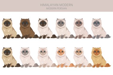 Himalaya Pers kedisi uzun saçlı klipsi. Modern İran kedisi. Tüm ceket renkleri ayarlandı. Tüm kediler karakteristik bilgi kaynaklarına sahiptir. Vektör illüstrasyonu