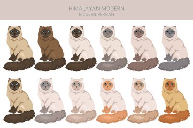 Himalaya Pers kedisi uzun saçlı klipsi. Modern İran kedisi. Tüm ceket renkleri ayarlandı. Tüm kediler karakteristik bilgi kaynaklarına sahiptir. Vektör illüstrasyonu