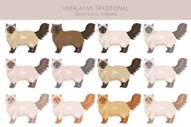Himalaya Pers kedisi uzun saçlı klipsi. Geleneksel klasik İran kedisi. Tüm ceket renkleri ayarlandı. Tüm kediler karakteristik bilgi kaynaklarına sahiptir. Vektör illüstrasyonu