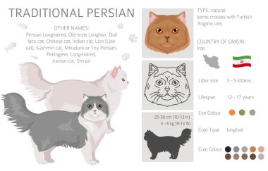 Pers kedisi uzun saçlı klipsi. Geleneksel klasik İran kedisi. Tüm ceket renkleri ayarlandı. Tüm kediler karakteristik bilgi kaynaklarına sahiptir. Vektör illüstrasyonu