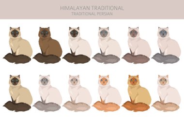 Himalaya Pers kedisi uzun saçlı klipsi. Geleneksel klasik İran kedisi. Tüm ceket renkleri ayarlandı. Tüm kediler karakteristik bilgi kaynaklarına sahiptir. Vektör illüstrasyonu