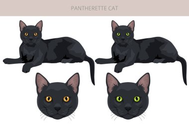 Pantherette Cat klipsi. Tüm ceket renkleri ayarlandı. Tüm kediler karakteristik bilgi kaynaklarına sahiptir. Vektör illüstrasyonu