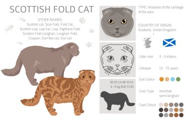 İskoç Katlayan Kedi klibi. Tüm ceket renkleri ayarlandı. Tüm kediler karakteristik bilgi kaynaklarına sahiptir. Vektör illüstrasyonu