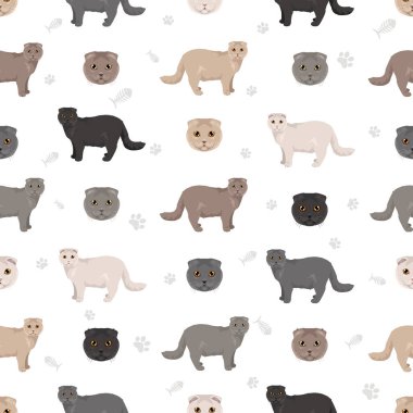 İskoç Katlayan Kedi klibi. Tüm ceket renkleri ayarlandı. Tüm kediler karakteristik bilgi kaynaklarına sahiptir. Vektör illüstrasyonu