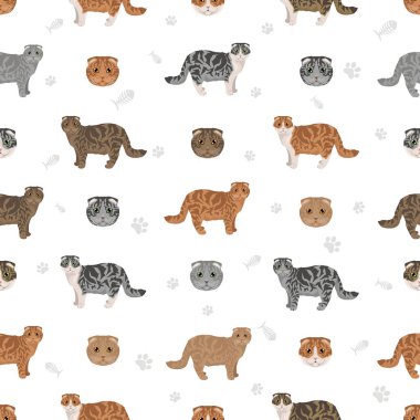 İskoç Katlayan Kedi klibi. Tüm ceket renkleri ayarlandı. Tüm kediler karakteristik bilgi kaynaklarına sahiptir. Vektör illüstrasyonu