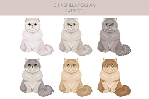 Chinchilla Persian Cat longhaired clipart. Extreme type persian cat. All coat colors set.  All cat breeds characteristics infographic. Vector illustration