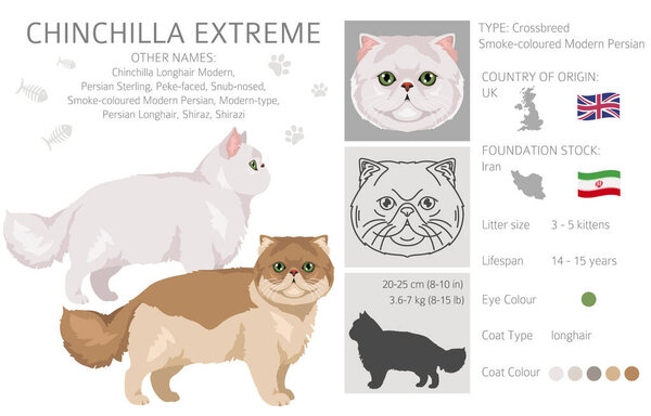 Chinchilla Persian Cat longhaired clipart. Extreme type persian cat. All coat colors set.  All cat breeds characteristics infographic. Vector illustration