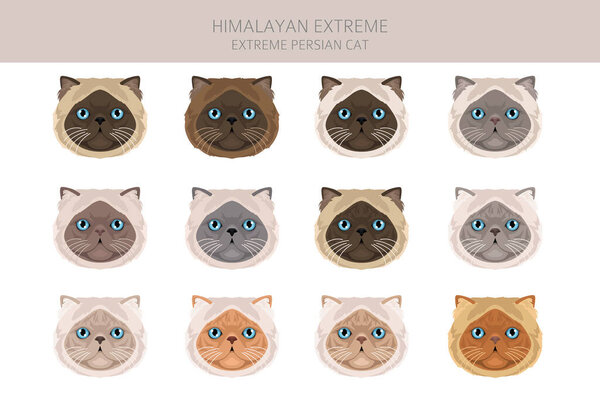 Himalayan Persian Cat longhaired clipart. Extreme type persian cat. All coat colors set.  All cat breeds characteristics infographic. Vector illustration