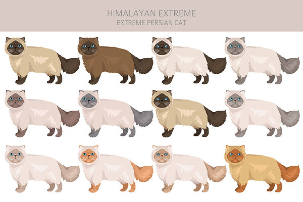 Himalayan Persian Cat longhaired clipart. Extreme type persian cat. All coat colors set.  All cat breeds characteristics infographic. Vector illustration