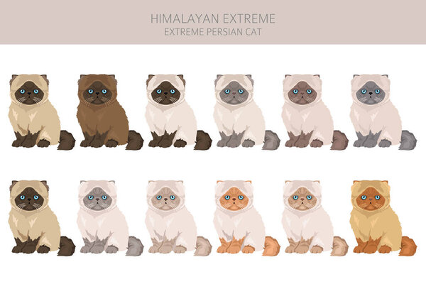Himalayan Persian Cat longhaired clipart. Extreme type persian cat. All coat colors set.  All cat breeds characteristics infographic. Vector illustration