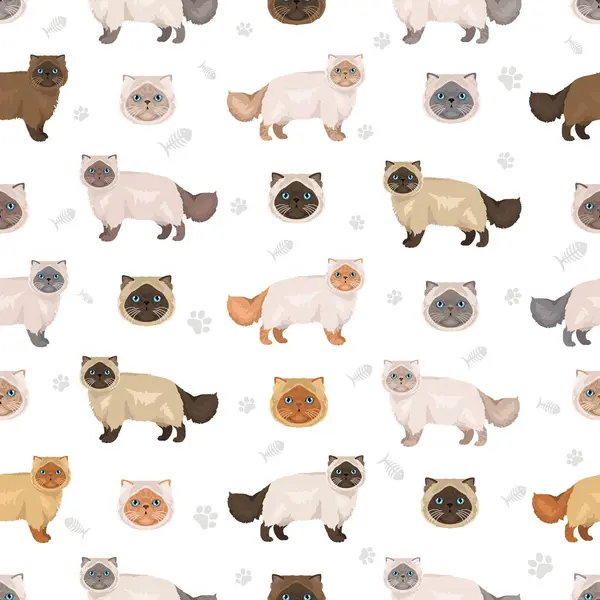 Himalaya Pers kedisi uzun saçlı klipsi. Aşırı derecede İranlı bir kedi. Tüm ceket renkleri ayarlandı. Tüm kediler karakteristik bilgi kaynaklarına sahiptir. Vektör illüstrasyonu