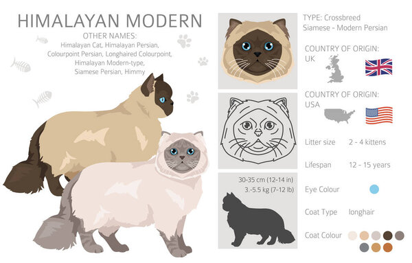 Himalayan Persian Cat longhaired clipart. Modern type persian cat. All coat colors set.  All cat breeds characteristics infographic. Vector illustration