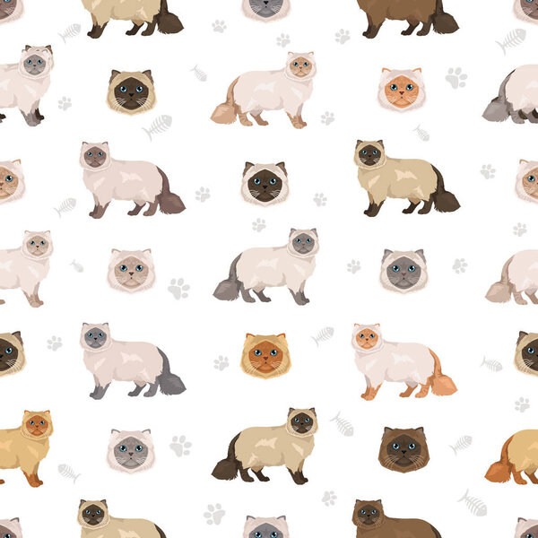 Himalayan Persian Cat longhaired clipart. Modern type persian cat. All coat colors set.  All cat breeds characteristics infographic. Vector illustration