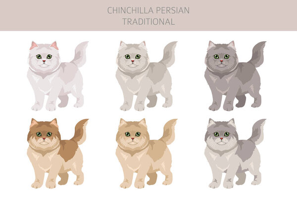 Chinchilla Persian Cat longhaired clipart. Traditional classic type persian cat. All coat colors set.  All cat breeds characteristics infographic. Vector illustration