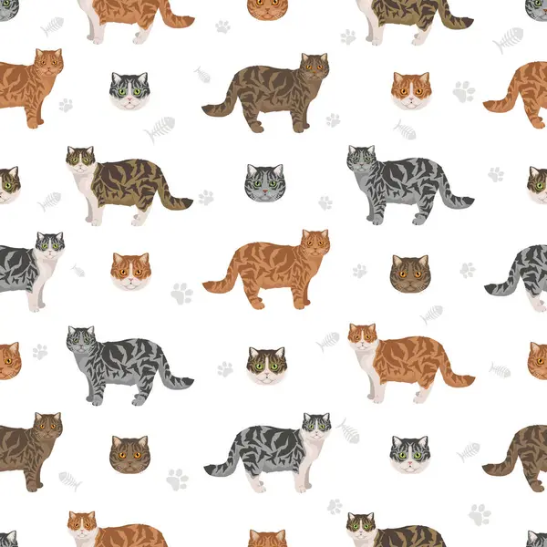 İskoç Heteroseksüel Kedi klibi. Tüm ceket renkleri ayarlandı. Tüm kediler karakteristik bilgi kaynaklarına sahiptir. Vektör illüstrasyonu